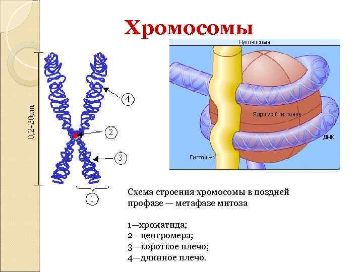 Хроматид в ядре. Строение хромосомы эукариотической клетки. Строение хромосом кратко. Строение хромосомы и функции ее участков. Строение ядра хромосомы.