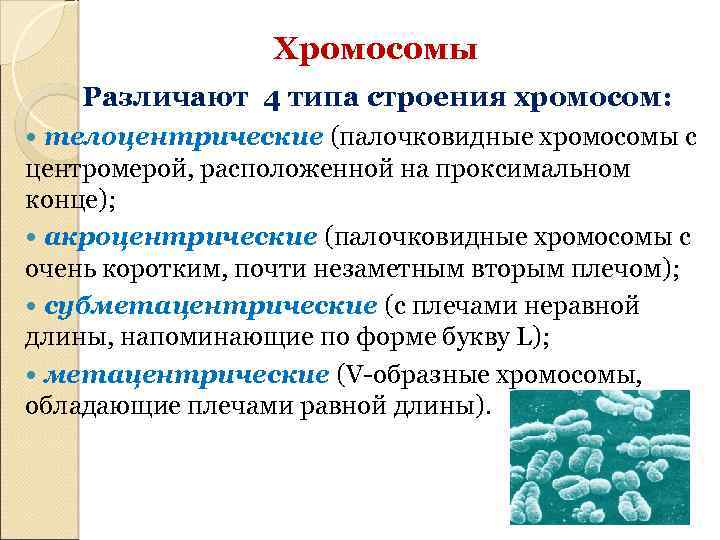 Хромосомы Различают 4 типа строения хромосом: телоцентрические (палочковидные хромосомы с центромерой, расположенной на проксимальном