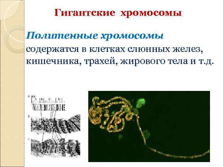 Гигантские хромосомы Политенные хромосомы содержатся в клетках слюнных желез, кишечника, трахей, жирового тела и