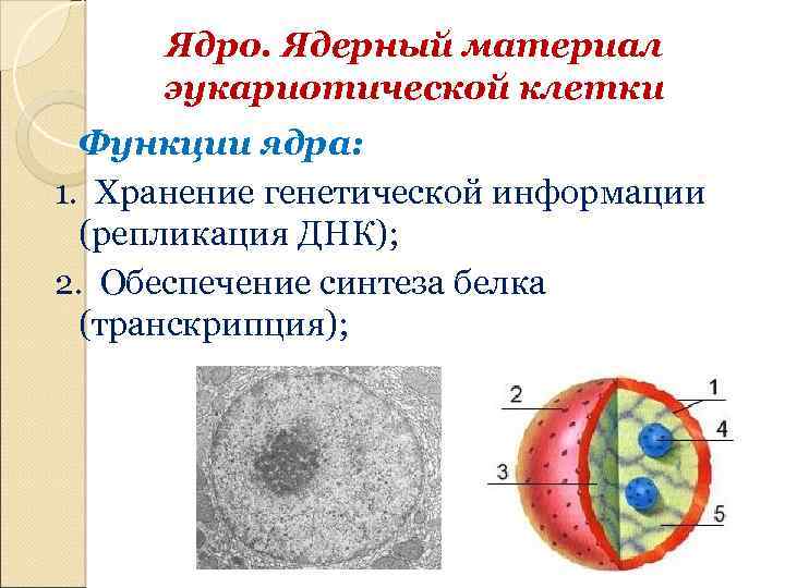 Состав функции ядра. Структура ядра эукариотической клетки. Строение ядра эукариотической клетки. Ядрышко функции.
