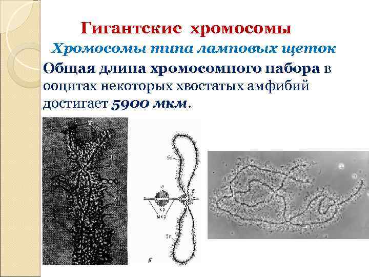 Гигантские хромосомы Хромосомы типа ламповых щеток Общая длина хромосомного набора в ооцитах некоторых хвостатых