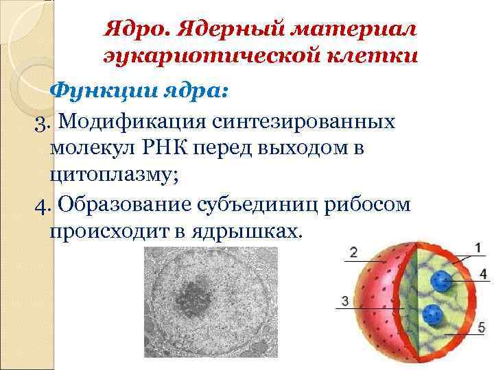 Строение ядра эукариотической клетки презентация 10 класс