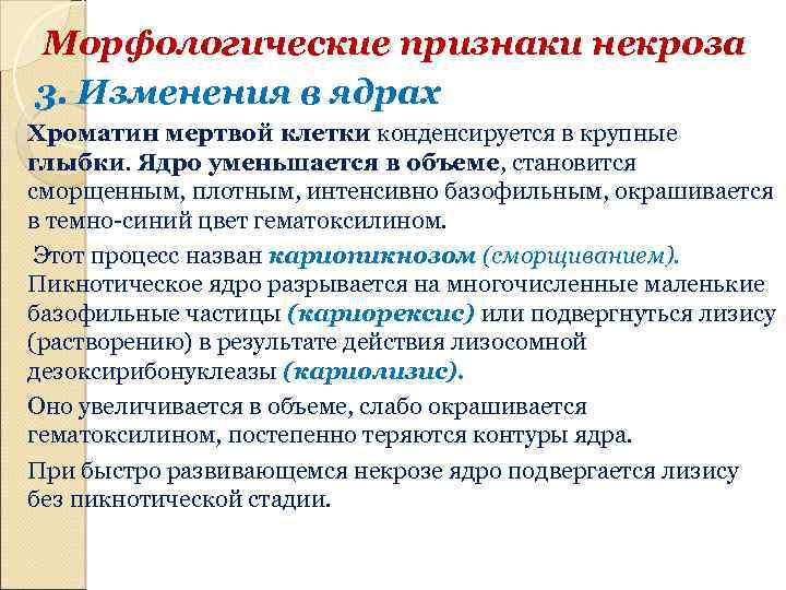 Морфологические признаки некроза 3. Изменения в ядрах Хроматин мертвой клетки конденсируется в крупные глыбки.