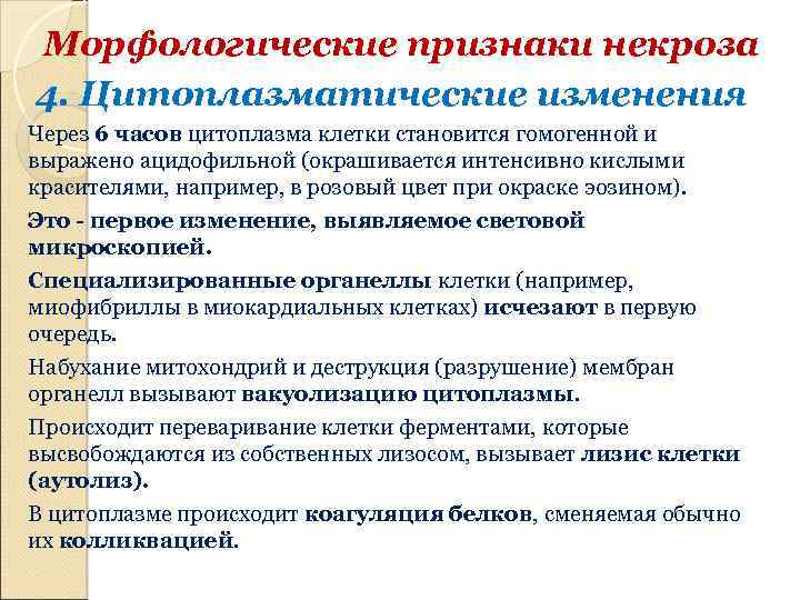 Морфологические признаки некроза 4. Цитоплазматические изменения Через 6 часов цитоплазма клетки становится гомогенной и