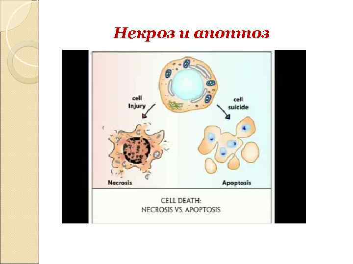 Некроз и апоптоз 