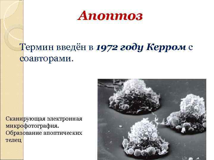 Апоптоз Термин введён в 1972 году Керром с соавторами. Сканирующая электронная микрофотография. Образование апоптических