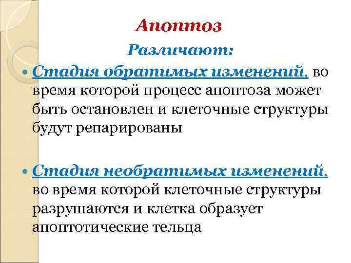 Апоптоз Различают: Стадия обратимых изменений, во время которой процесс апоптоза может быть остановлен и