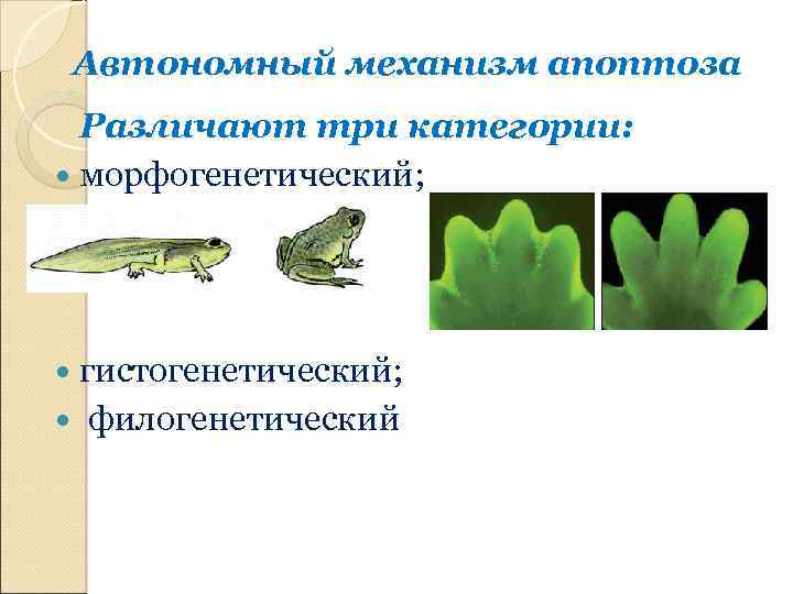 Автономный механизм апоптоза Различают три категории: морфогенетический; гистогенетический; филогенетический 
