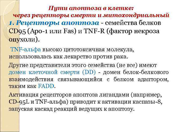 Пути апоптоза в клетке: через рецепторы смерти и митохондриальный 1. Рецепторы апоптоза - семейства