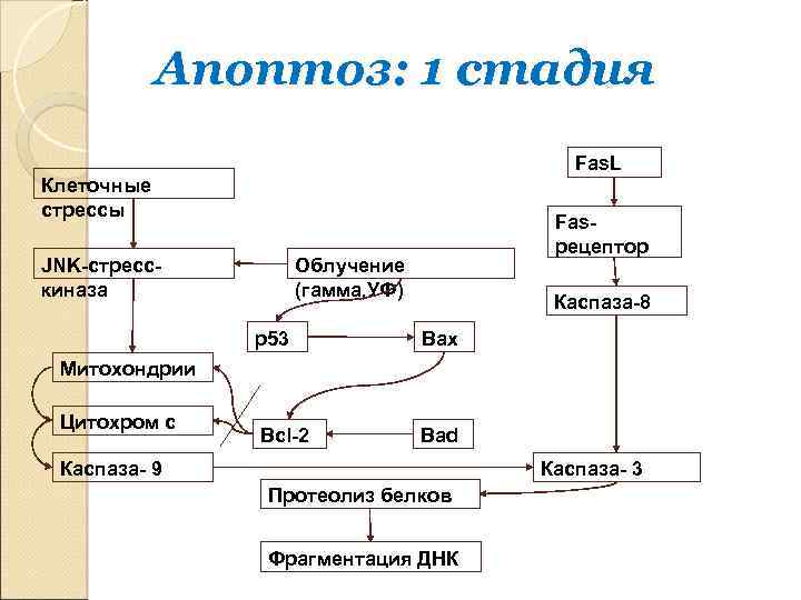 Апоптоз: 1 стадия Fas. L Клеточные стрессы JNK-стресскиназа Fasрецептор Облучение (гамма, УФ) Каспаза-8 p