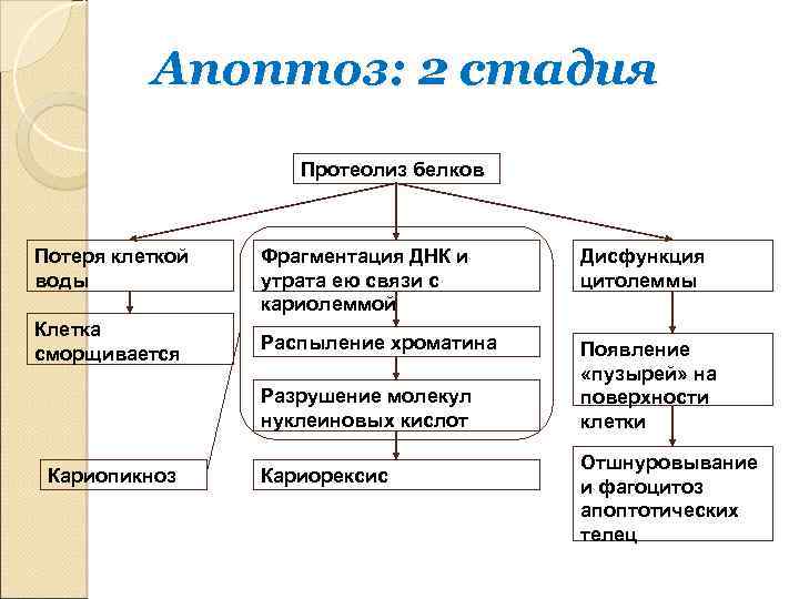 Апоптоз: 2 стадия Протеолиз белков Потеря клеткой воды Клетка сморщивается Фрагментация ДНК и утрата