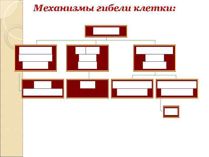 Механизмы гибели клетки: 