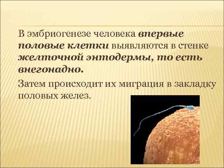 В эмбриогенезе человека впервые половые клетки выявляются в стенке желточной энтодермы, то есть внегонадно.