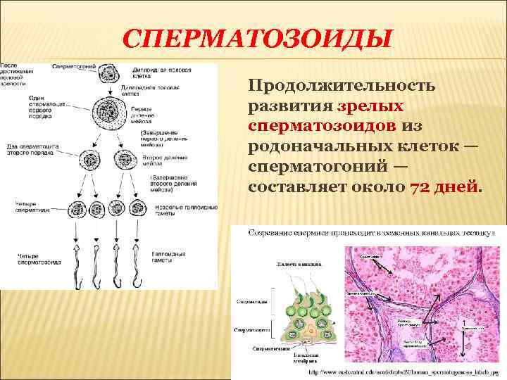 СПЕРМАТОЗОИДЫ Продолжительность развития зрелых сперматозоидов из родоначальных клеток — сперматогоний — составляет около 72