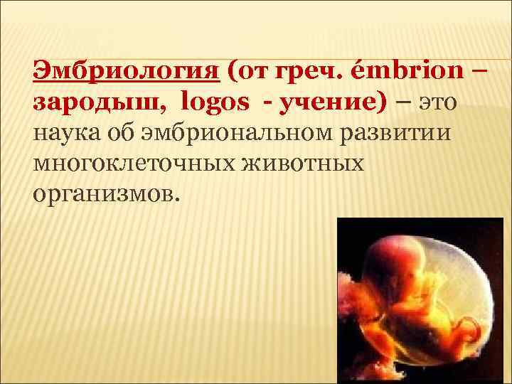 Эмбриология (от греч. émbrion – зародыш, logos - учение) – это наука об эмбриональном