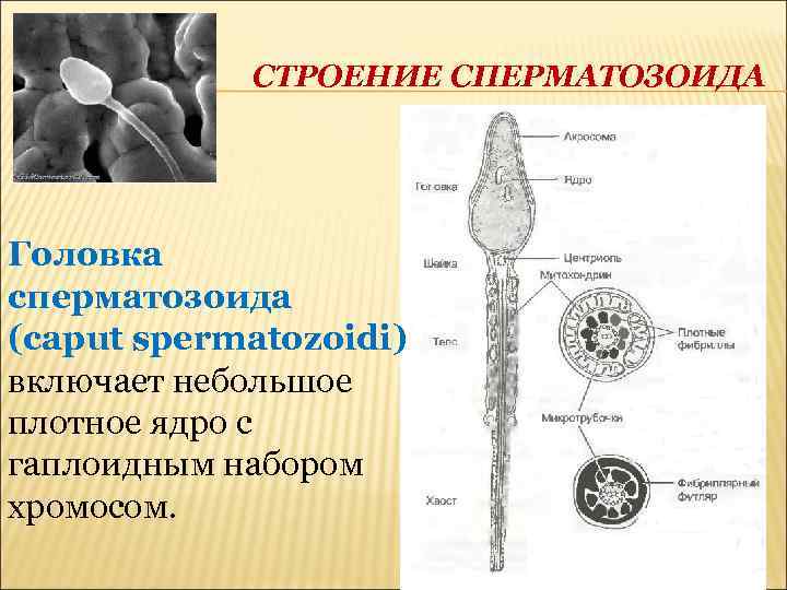 СТРОЕНИЕ СПЕРМАТОЗОИДА Головка сперматозоида (caput spermatozoidi) включает небольшое плотное ядро с гаплоидным набором хромосом.