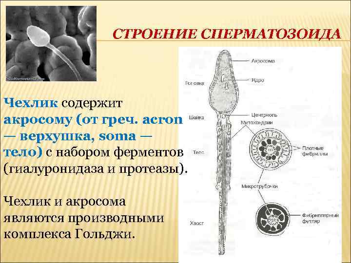 СТРОЕНИЕ СПЕРМАТОЗОИДА Чехлик содержит акросому (от греч. асron — верхушка, soma — тело) с