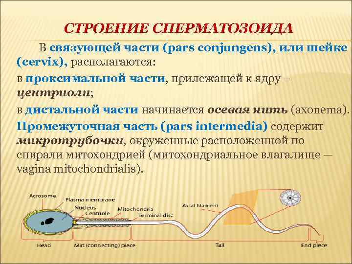 СТРОЕНИЕ СПЕРМАТОЗОИДА В связующей части (pars conjungens), или шейке (cervix), располагаются: в проксимальной части,