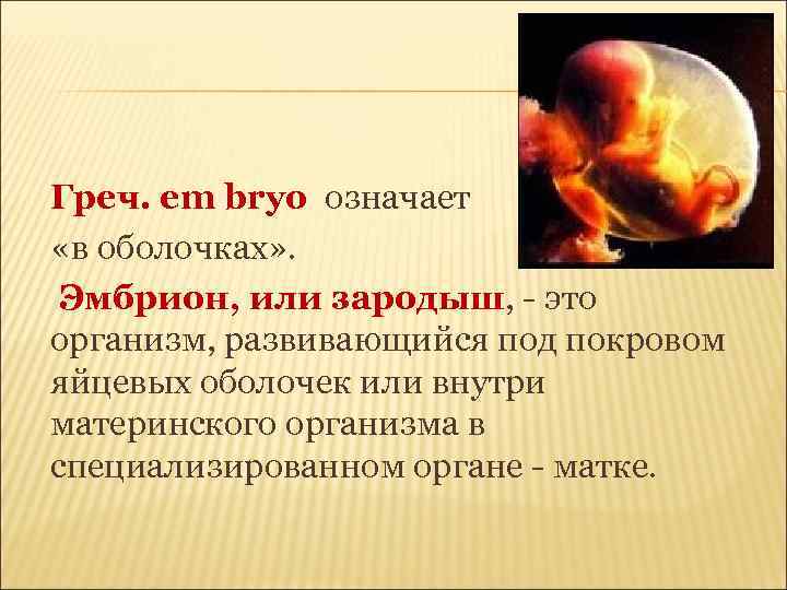 Греч. em bryo означает «в оболочках» . Эмбрион, или зародыш, - это организм, развивающийся