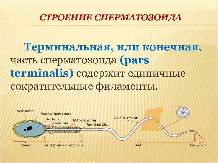 СТРОЕНИЕ СПЕРМАТОЗОИДА Терминальная, или конечная, часть сперматозоида (pars terminalis) содержит единичные сократительные филаменты. 