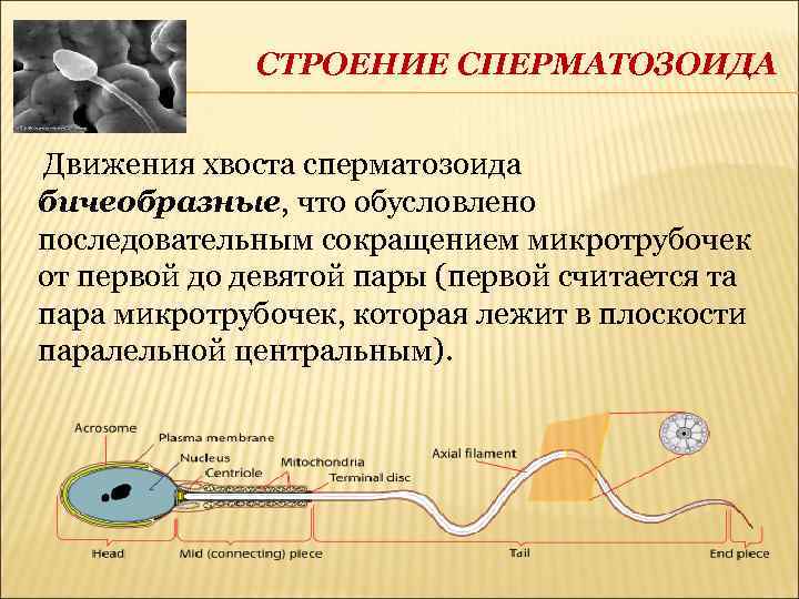 СТРОЕНИЕ СПЕРМАТОЗОИДА Движения хвоста сперматозоида бичеобразные, что обусловлено последовательным сокращением микротрубочек от первой до