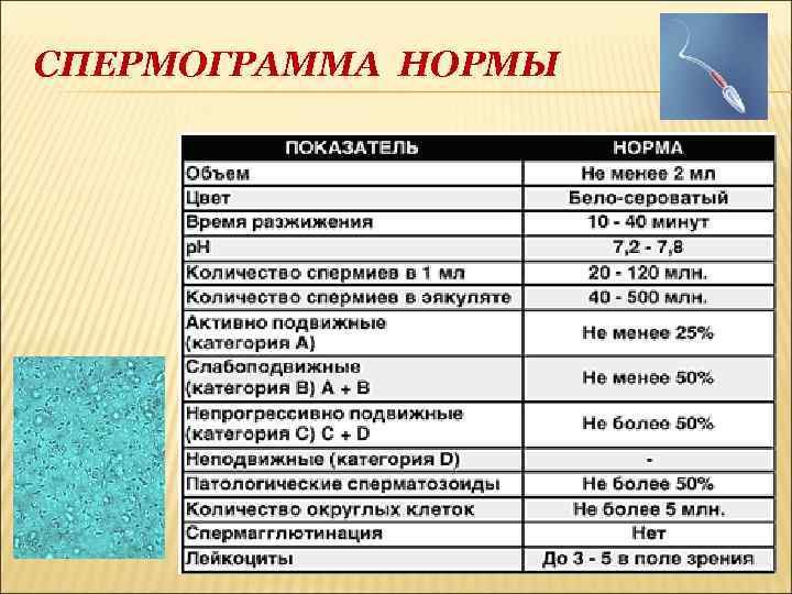 СПЕРМОГРАММА НОРМЫ 