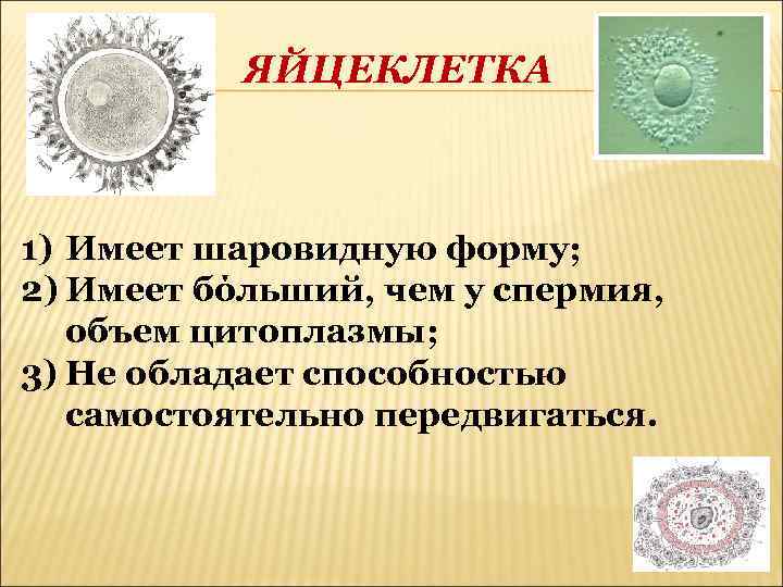 ЯЙЦЕКЛЕТКА 1) Имеет шаровидную форму; 2) Имеет бόльший, чем у спермия, объем цитоплазмы; 3)