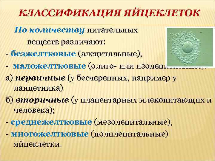 КЛАССИФИКАЦИЯ ЯЙЦЕКЛЕТОК По количеству питательных веществ различают: - безжелтковые (алецитальные), - маложелтковые (олиго- или