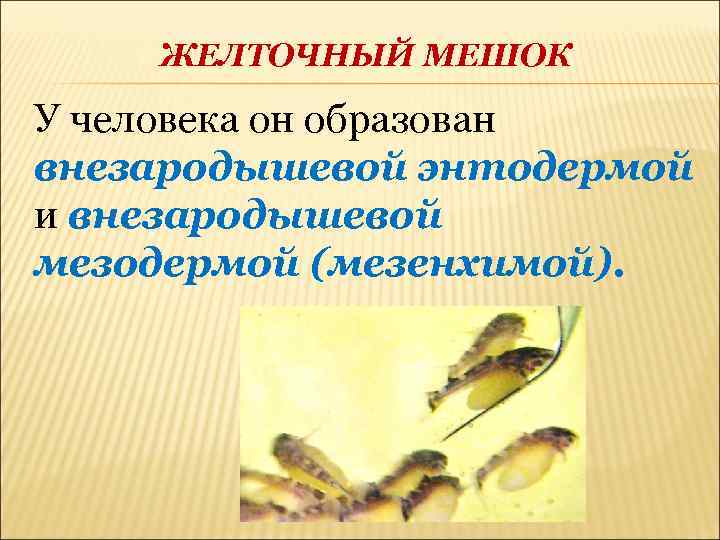 Желточный мешок. Функции желточного мешка у человека. Функции, выполняемые желточным мешком. Функции желточного мешка у рыб. Желточный мешок человека преимущественно выполняет функции:.