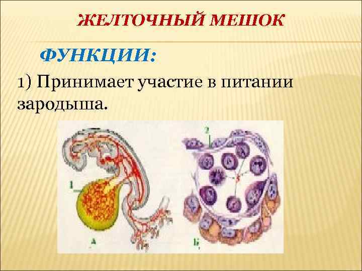 Каким номером на рисунке обозначена внезародышевая запасающая ткань