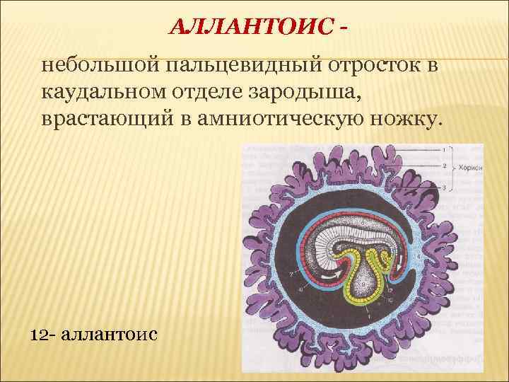 На рисунке иллюстрирующем развитие зародыша птицы провизорные органы отмечены цифрами