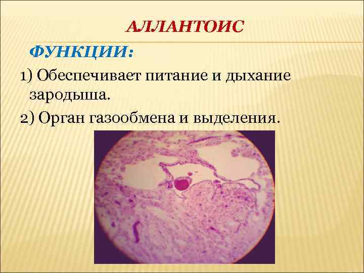 Дыхание зародыша