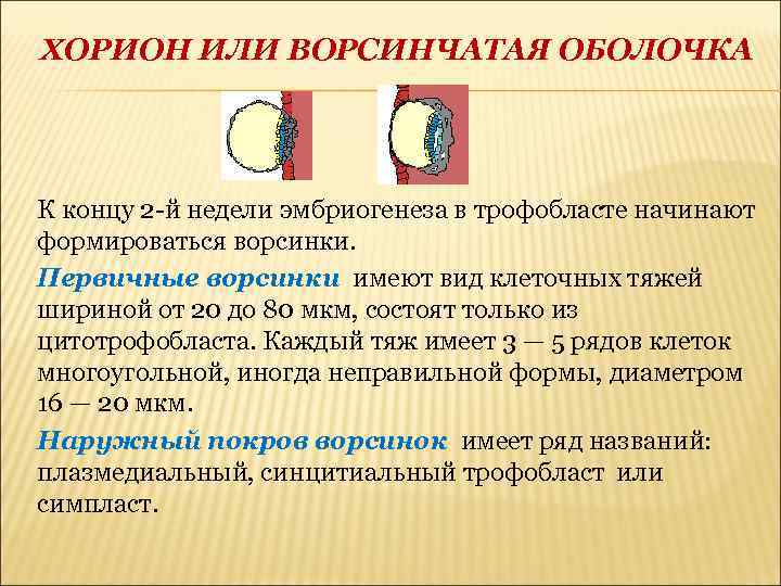 Хорион это. Первичные и вторичные ворсинки хориона. Ворсинчатый хорион. Первичные вторичные и третичные ворсины хориона. Первичные ворсинки хориона образуются.