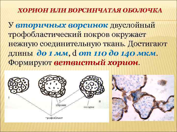 Запасающая ткань зародыша. Хорион-ворсинчатая оболочка. Вторичные ворсинки хориона образованы. Вторичная оболочка хорион образуется. Ворсинчатая оболочка яйца это.