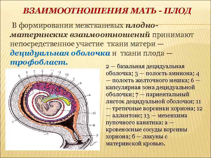 Внезародышевые органы презентация