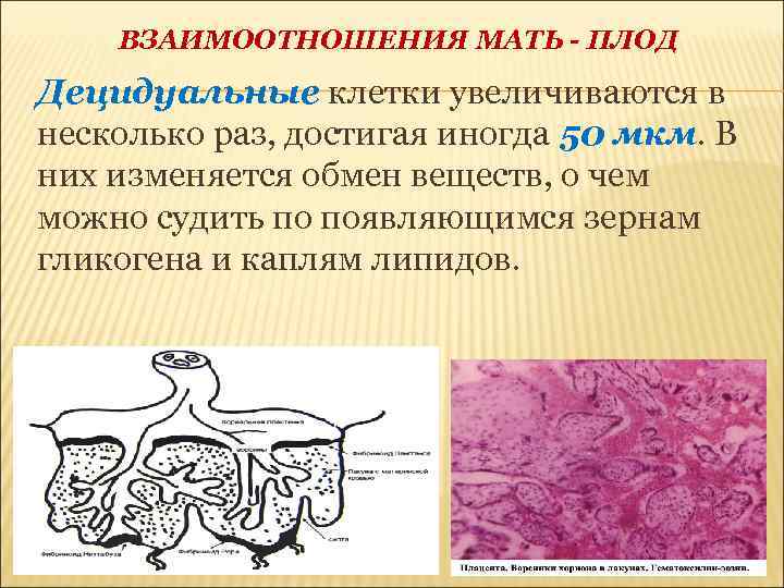 Фрагменты децидуальной ткани