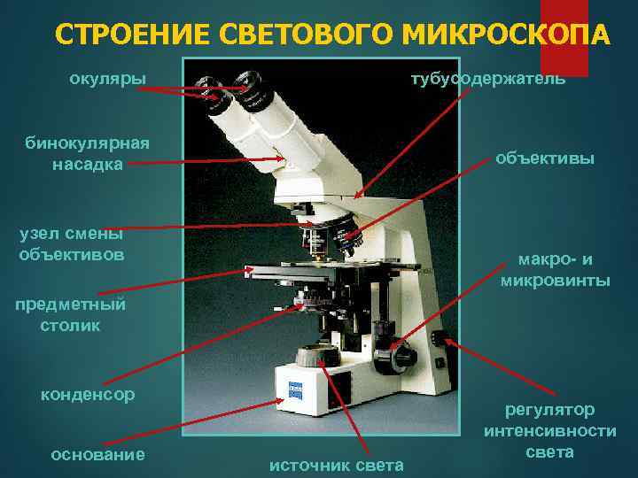 Получение изображения в микроскопе система объектив окуляр