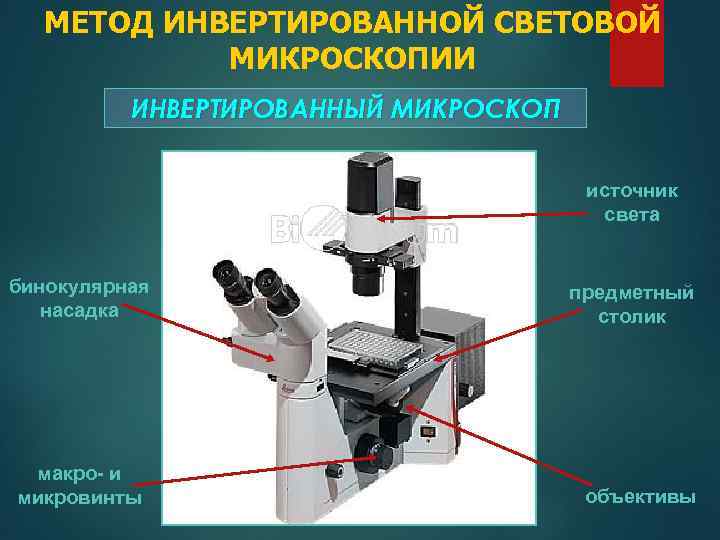 Световой микроскоп рисунок с подписями