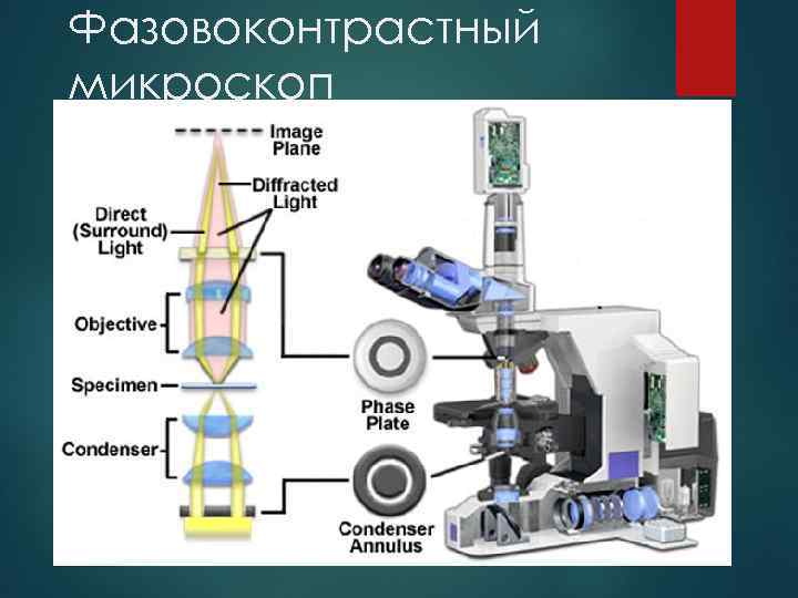 Световая микроскопия картинки