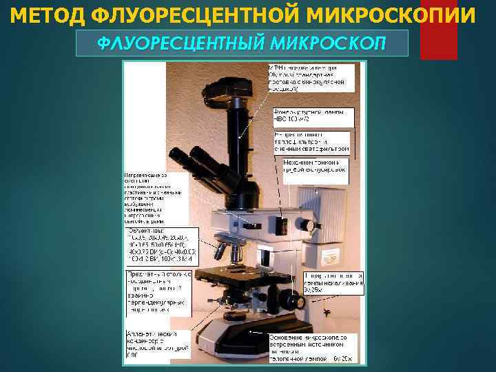 Световая микроскопия картинки