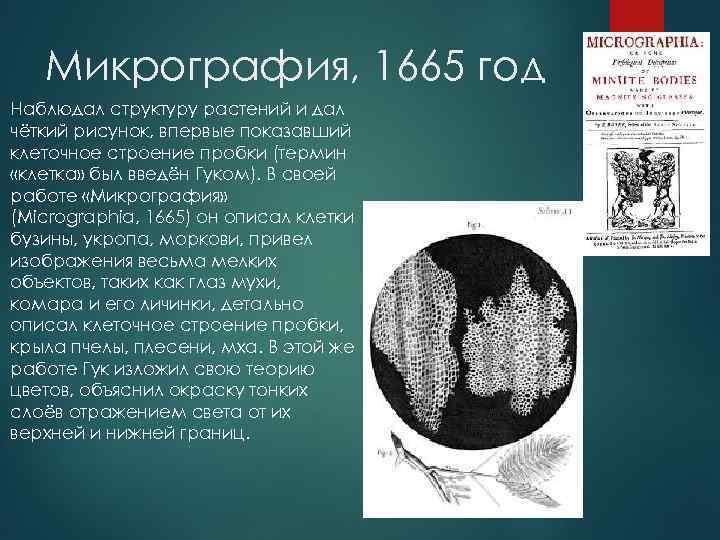 Микрография, 1665 год Наблюдал структуру растений и дал чёткий рисунок, впервые показавший клеточное строение