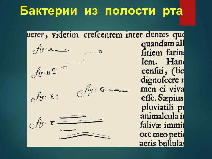 Бактерии из полости рта 