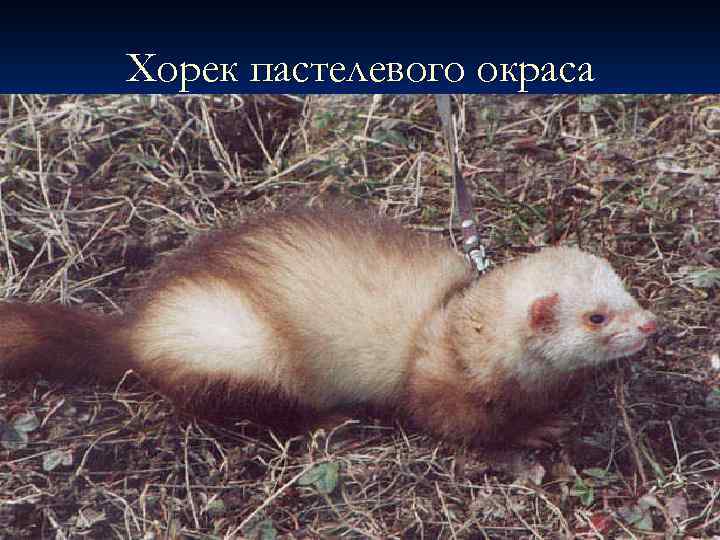 Хорек пастелевого окраса 