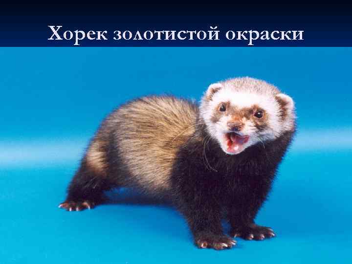 Хорек золотистой окраски 