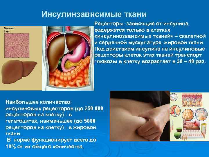 Инсулинзависимые ткани Рецепторы, зависящие от инсулина, содержатся только в клетках «инсулинозависимых тканей» – скелетной