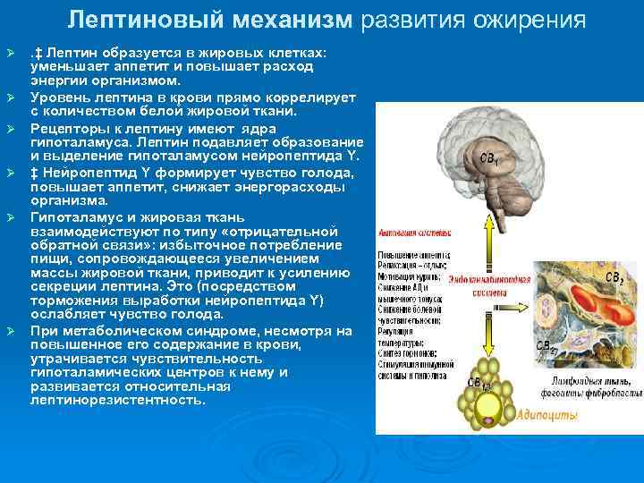 Лептиновый механизм развития ожирения Ø Ø Ø . ‡ Лептин образуется в жировых клетках: