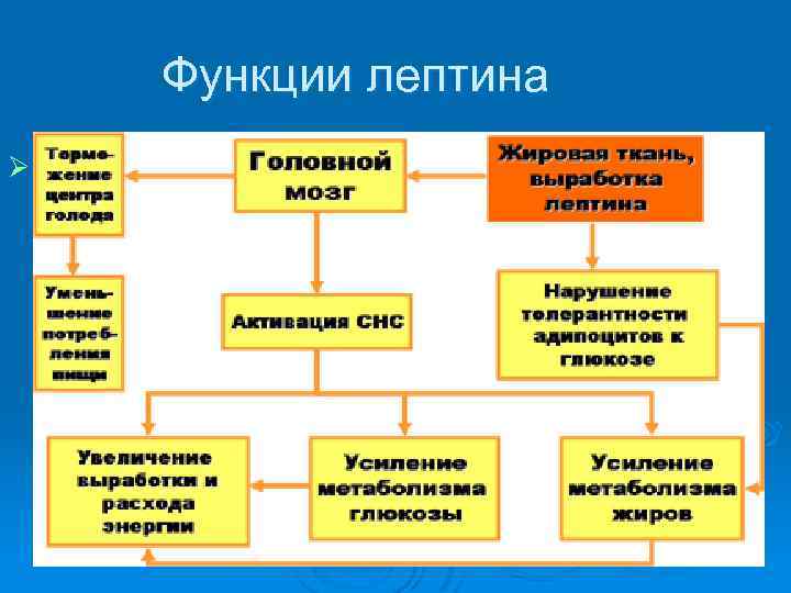 Функции лептина Ø 