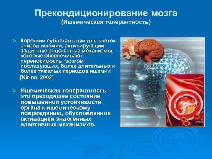 Прекондиционирование мозга (Ишемическая толерантность) Ø Короткий сублетальный для клеток эпизод ишемии, активирующий защитные эндогенные