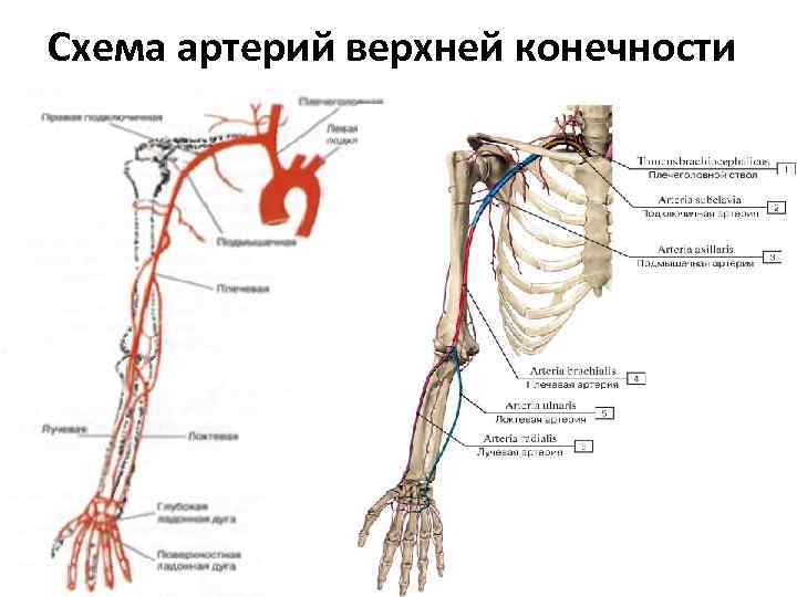 ЛЕКЦИЯ АРТЕРИИ И ВЕНЫ КОНЕЧНОСТЕЙ Повторить Границы