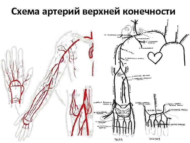 Правая лучевая артерия. Схема кровообращения верхней конечности. Артерии верхней конечности схема. Артерии верхней конечности анатомия схема. Схема венозного кровотока верхней конечности.